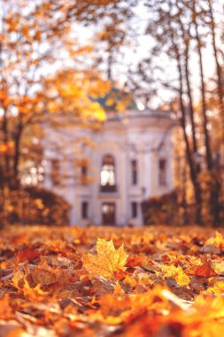 Sonbahar parkta. Manor Kuskovo. Düşen yapraklar. Sunny sonbahar günü. 17 Ekim 2018. Rusya, Moskova