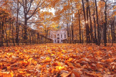 Sonbahar parkta. Manor Kuskovo. Düşen yapraklar. Sunny sonbahar günü. 17 Ekim 2018. Rusya, Moskova