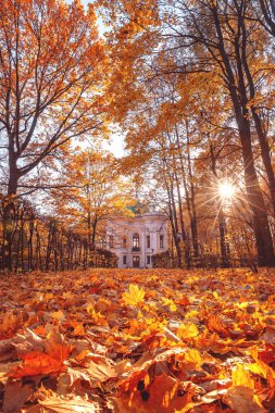 Sonbahar parkta. Manor Kuskovo. Düşen yapraklar. Sunny sonbahar günü. 17 Ekim 2018. Rusya, Moskova