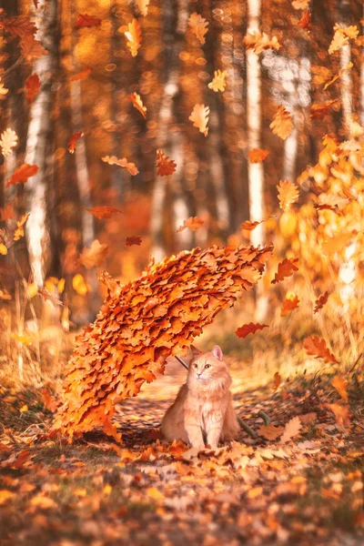 Sonbahar şemsiye. Kırmızı kedi bir yürüyüş. Sonbahar ormanın içinde. Düşen yapraklar. Parkta sonbaharda Anasayfa kedi.