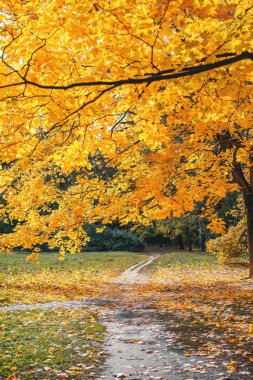 Altın Sonbahar. Patika bir park veya ormandaki bir akçaağaç altında. Sonbahar Forest Park