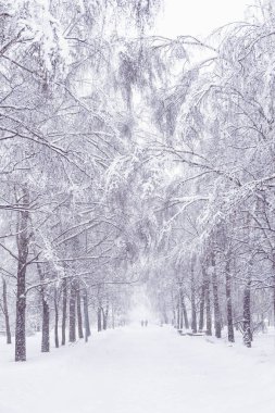 Kış sokakta. Ağaçlar ve karda patika. Kış manzarası.
