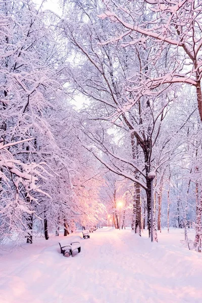 Winter park bir fener ışığında şafaktan önce. Banklar ve yolu karda. Ağaçlar karda