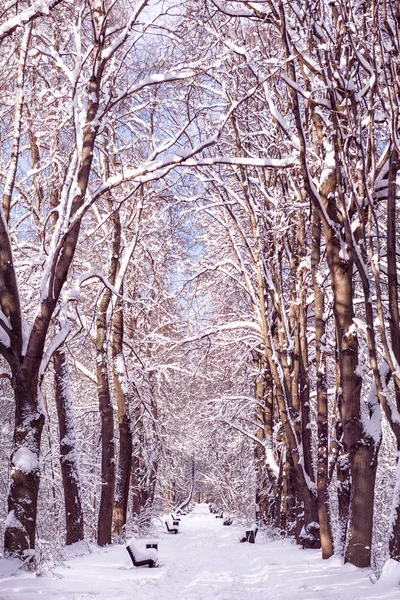 Vicolo Nella Foresta Invernale Tempo Nevoso Giornata Invernale Soleggiata Panchine — Foto Stock