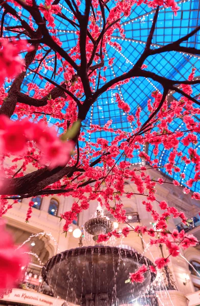 Drzewa Ozdobne Sakura Przy Fontannie Gum Placu Czerwonego Wiosną Moscow — Zdjęcie stockowe