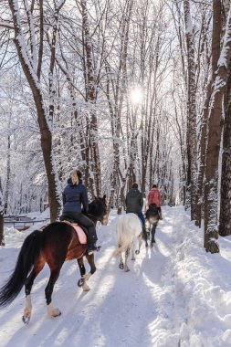 Üç atlar ve biniciler. Güneşli bir günde kış orman. Binicilik