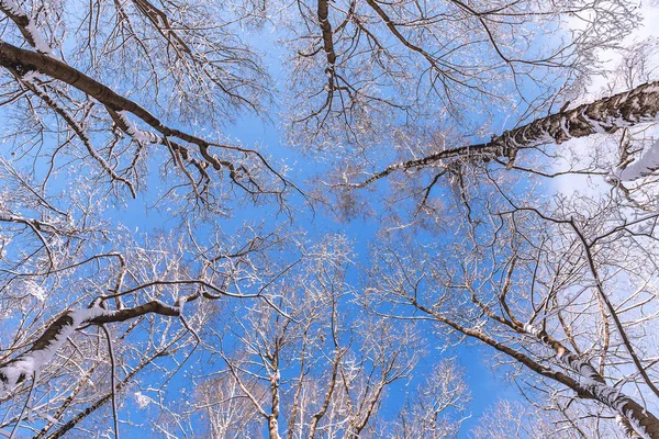 Sommet Des Arbres Branches Dans Neige Hiver Vue Bas Haut — Photo