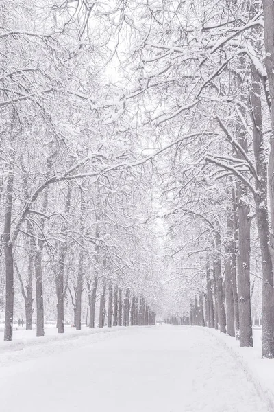 Winter snowy road. Alley Snowy weather in the park. Branches of trees in the snow.