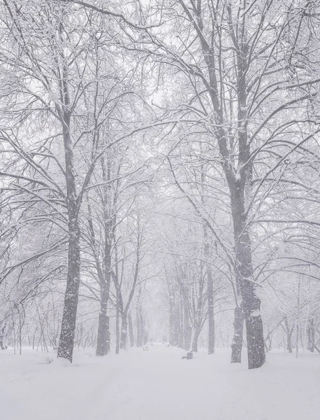 Estrada Nevada Inverno Alley Tempo Nevado Parque Ramos Árvores Neve — Fotografia de Stock