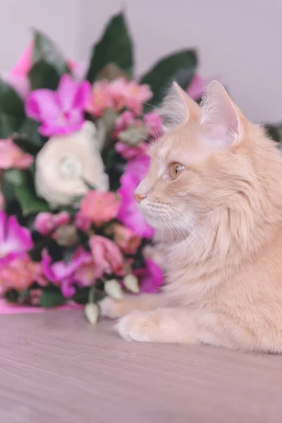 Bouquet Flowers Dan Kucing Hadiah Dan Hewan Peliharaan Anggrek — Stok Foto