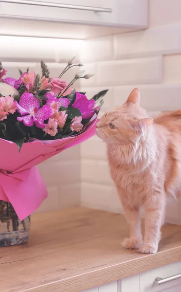 Blumenstrauß Und Eine Katze Geschenk Und Haustier Orchideen — Stockfoto
