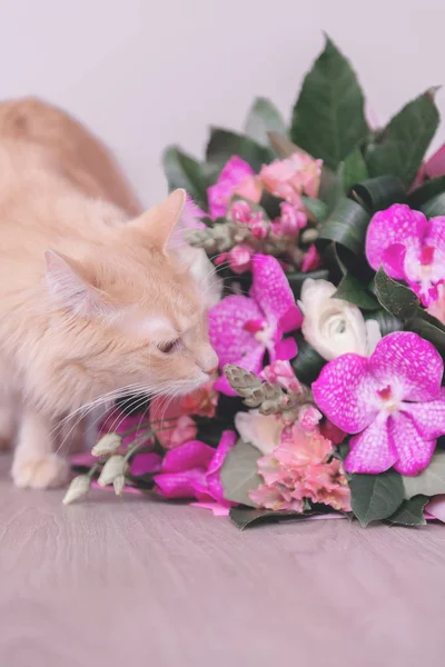 Blumenstrauß Und Eine Katze Geschenk Und Haustier Orchideen — Stockfoto