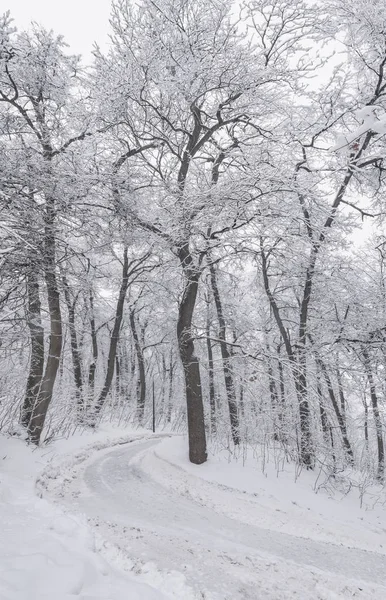 Strada Innevata Invernale Tempo Nevoso Del Vicolo Nel Parco Rami — Foto Stock