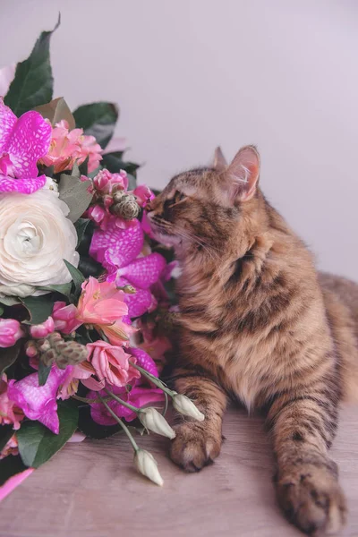 Blumenstrauß Und Eine Katze Geschenk Und Haustier Orchideen — Stockfoto