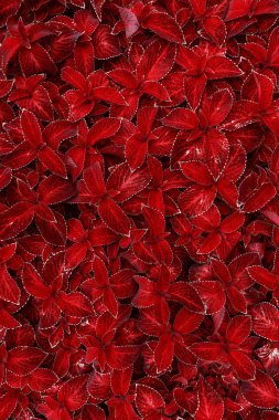 Bitkilerin kırmızı yaprakları. Arka plan