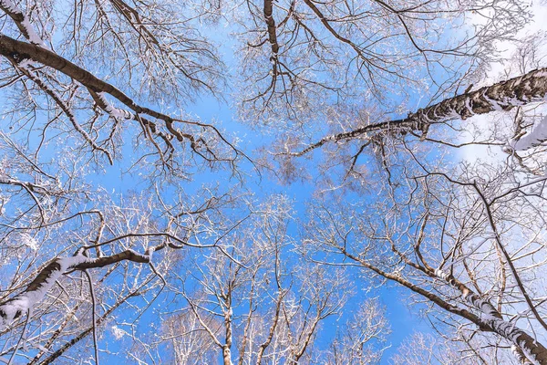 Topos Das Árvores Ramos Neve Inverno Vista Baixo Para Cima — Fotografia de Stock