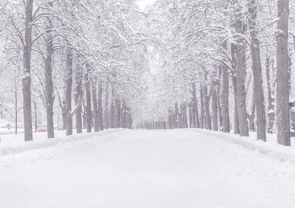 Kış karlı yol. Sokak karlı hava parkta. Karda ağaçlarının dalları.