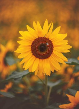 Yaz çiçekleri. Sarı ayçiçeği ve Bumblebee. Ayçiçeği alanı.