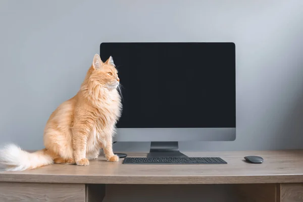Kırmızı kedi bilgisayar arkaplanına karşı bir masaüstünde oturur. İş bilgisayarı ve ev kedisi. Evden çalışıyorum. ekranı izle