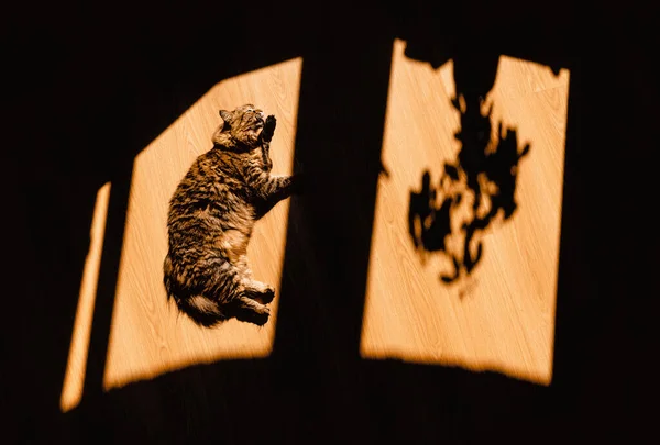 A game of shadows. Shadows on the floor in the apartment. Pets. The cat lies and washes on the floor.