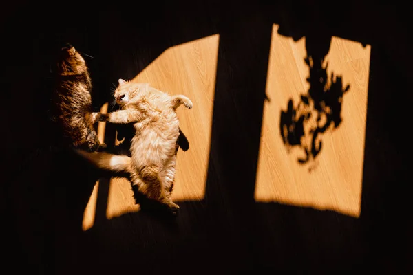Ein Schattenspiel Schatten Auf Dem Boden Der Wohnung Haustiere Zwei — Stockfoto