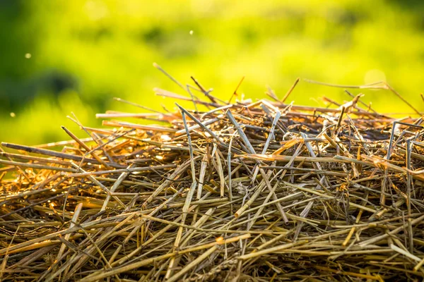 Pile Straw Close Bright Green Background — Stock Photo, Image