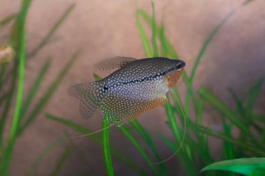 Gece, bir ışık huzmesi. Canavar bebek tasarımcı kıyafetleri ve eşsiz bir yüz ifadesi içinde duruyor.