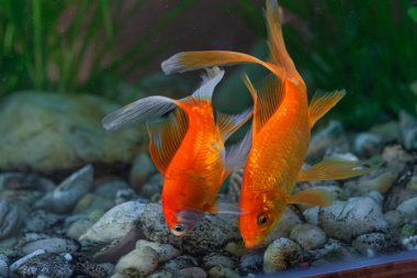 Gece, bir ışık huzmesi. Canavar bebek tasarımcı kıyafetleri ve eşsiz bir yüz ifadesi içinde duruyor.