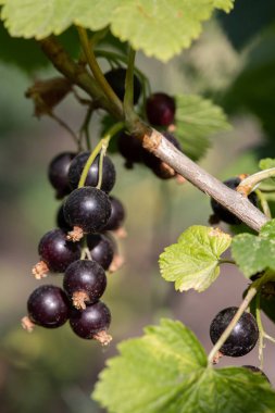 Siyah kuş üzümü kümeleri bir dala tutunur