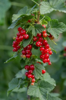 Kırmızı frenk üzümü kümeleri bir dala tutunur