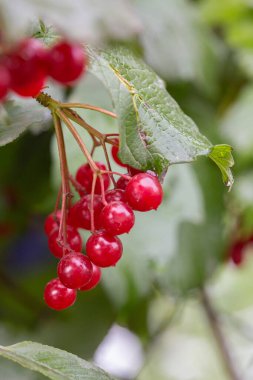 Bir dal üzerinde viburnum demeti