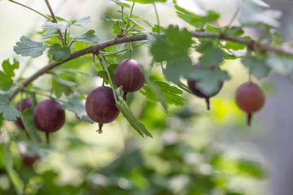 Bektaşi üzümleri bir dala tutunur