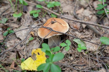 Beyaz bir mantar kendini bir dal ile kapladı.
