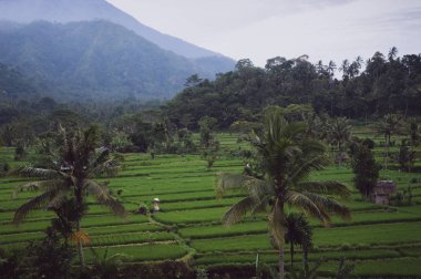 Tropikal plantasyon bulutlu gün içinde doğal görünümünü
