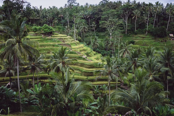 Vista Panorâmica Plantação Tropical Dia Nublado — Fotografia de Stock
