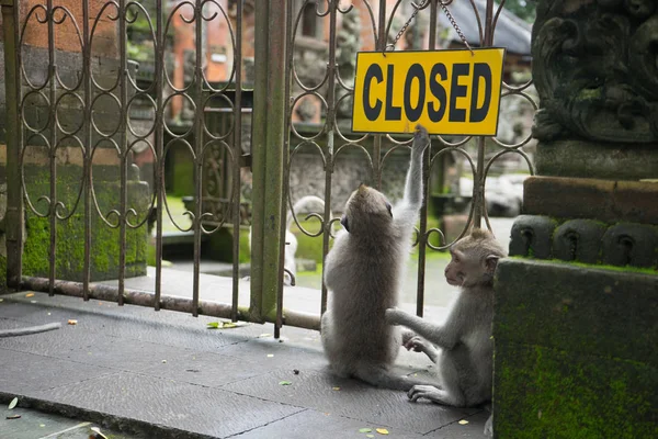 Dois Macacos Cinzentos Sentados Perto Portão Com Sinal Fechado — Fotografia de Stock