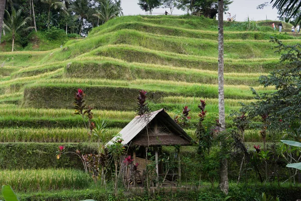 Ubud, Bali: Güzel yeşil pirinç tarlaları bulutlu günde palmiye ağaçlarıyla çevrili doğal görünümünü