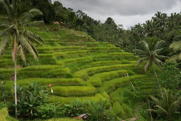 Ubud Bali Güzel Yeşil Pirinç Tarlaları Bulutlu Günde Palmiye Ağaçlarıyla — Stok fotoğraf
