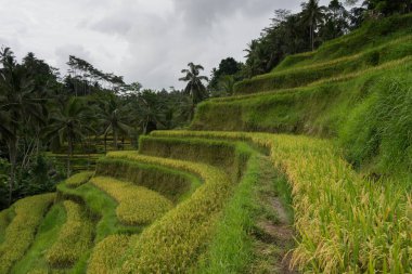 Ubud, Bali: Güzel yeşil pirinç tarlaları bulutlu günde palmiye ağaçlarıyla çevrili doğal görünümünü