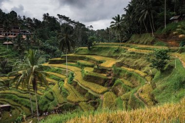 Ubud, Bali: Güzel yeşil pirinç tarlaları bulutlu günde palmiye ağaçlarıyla çevrili doğal görünümünü