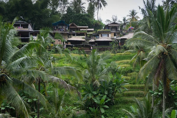 Ubud Bali Vacker Utsikt Över Vackert Gröna Risfält Omgivet Palmer — Stockfoto