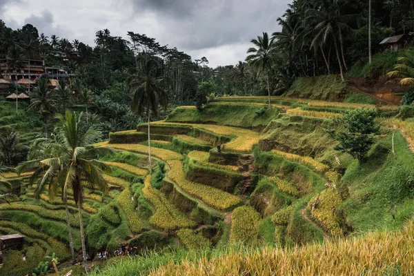 Ubud Bali Vacker Utsikt Över Vackert Gröna Risfält Omgivet Palmer — Stockfoto