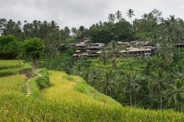 Ubud Bali Güzel Yeşil Pirinç Tarlaları Bulutlu Günde Palmiye Ağaçlarıyla — Stok fotoğraf