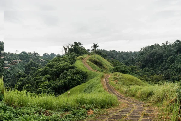 Ουμπούντ Μπαλί Γραφική Θέα Όμορφα Πράσινα Ορυζώνες Που Περιβάλλεται Από — Φωτογραφία Αρχείου