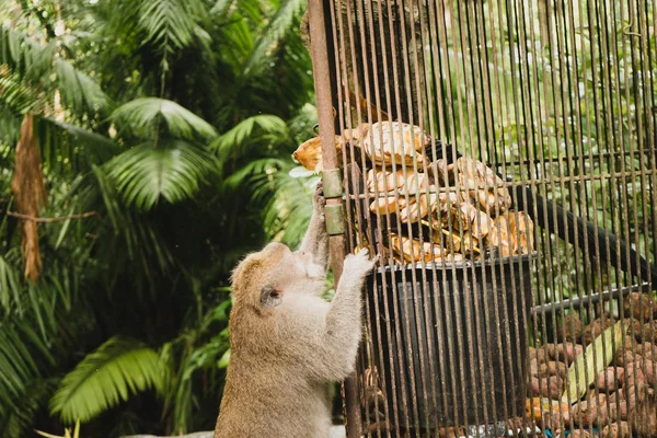 Monkey Monkey Forest Ubud Bali Indonézia — Stock Fotó