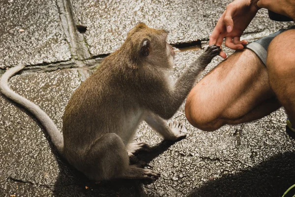 Macaco Com Turista Floresta Macacos Ubud Bali Indonésia — Fotografia de Stock