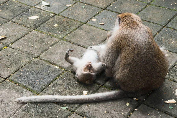 Affen Affenwald Von Ubud Bali Indonesien — Stockfoto