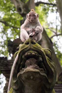 Maymun maymunu Ubud orman, Bali, Endonezya