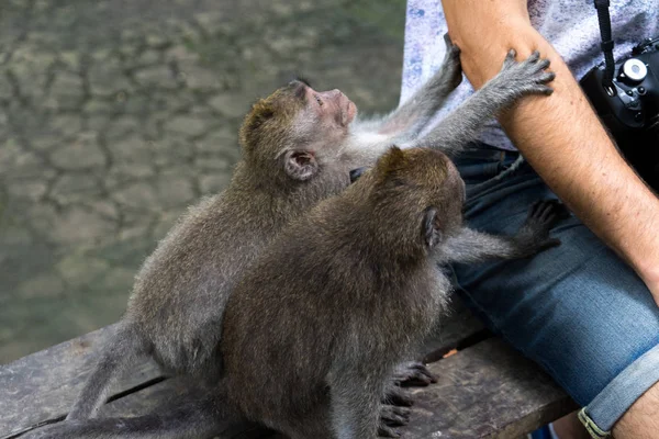 Monkeys Playing Tourist Monkey Forest Ubud Bali Indonesia — Stock Photo, Image