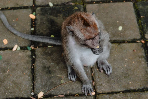 Aap Monkey Forest Van Ubud Bali Indonesië — Stockfoto